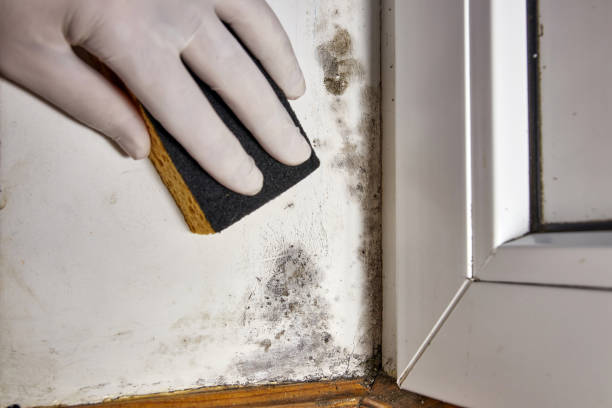 Best Water Damage & Mold Remediation  in Fairhope, AL